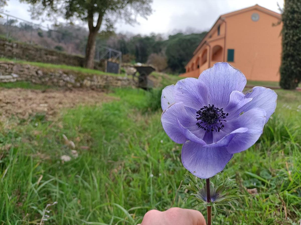 B&B Agriturismo Regno Di Toscana Collesalvetti Eksteriør billede